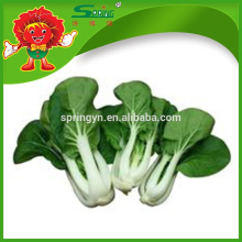 Pesticide free Chinese milk flowering cabbage